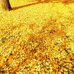 Full frame shot of yellow leaves