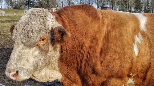 Close-up of bull