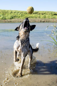 Dog with ball on beach