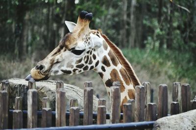 Close-up of giraffe at zoo