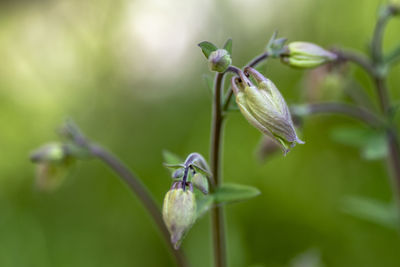 Close-up of insect on flower