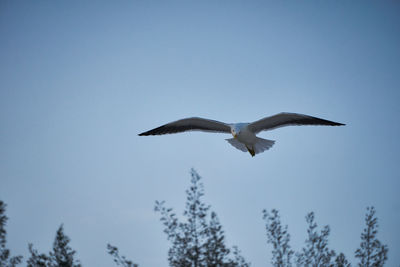 Low angle view of seagull flying in sky
