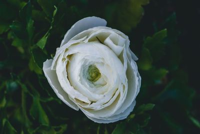 Close-up of white flower