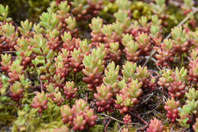 Sedum - jelly beans growth on old wall