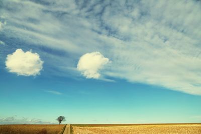 Scenic view of field against sky