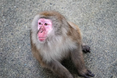 High angle view portrait of monkey