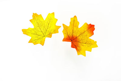 Close-up of yellow maple leaf against white background