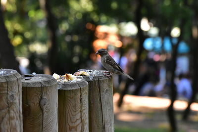 Close-up of bird perching on wooden post