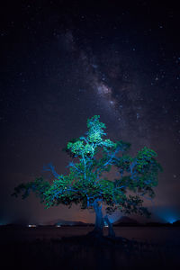 Christmas tree against sky at night