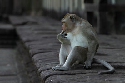 Long-tailed macaque sucking finger on stone wall