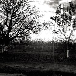 Bare trees against cloudy sky