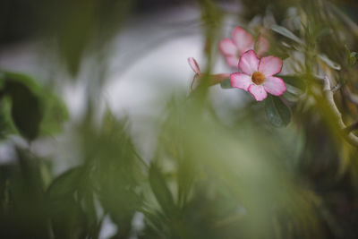 Close-up of flowers