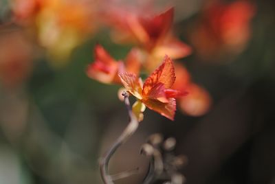 Close-up of flower against blurred background