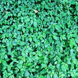 Full frame shot of fresh green plants