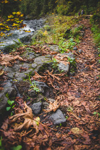 High angle view of fallen leaves on field in forest