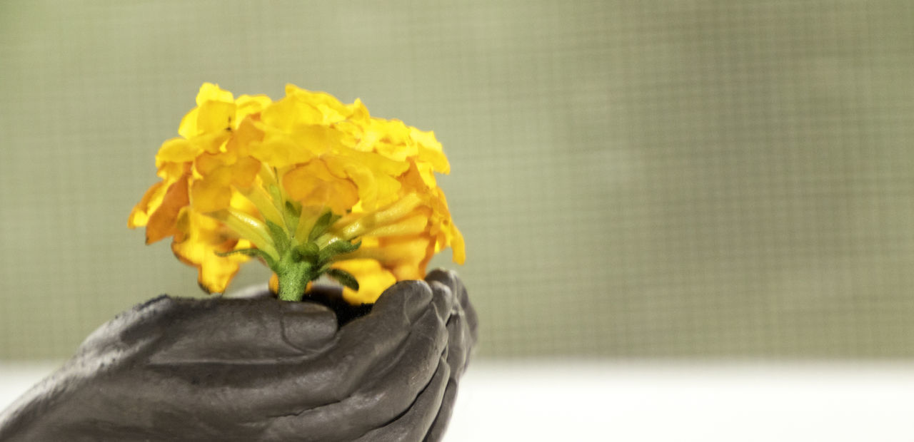 CLOSE-UP OF YELLOW FLOWER IN VASE ON WHITE WALL
