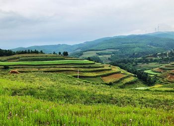 Scenic view of agricultural field against sky