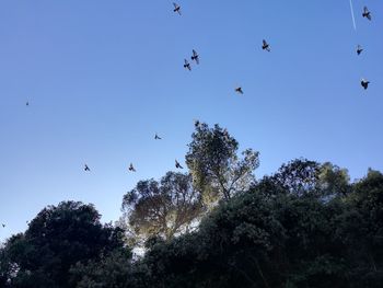 Low angle view of birds flying in the sky