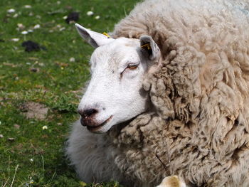 Close-up of a sheep on a field