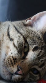 Close-up of a cat looking away