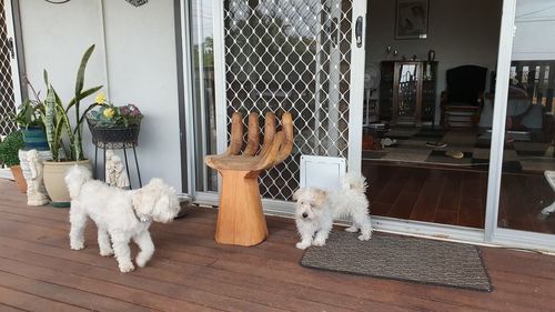 Dog standing by window