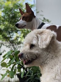 Close-up of a dog looking away