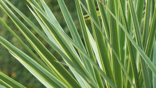 Full frame shot of palm leaf