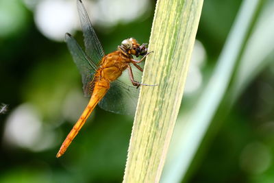 Dragonfly eating flies