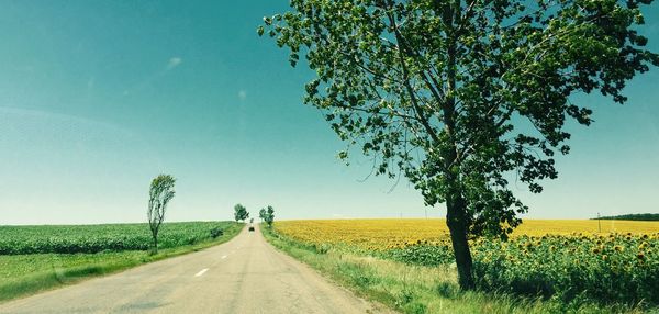 Road amidst crops on farm against sky