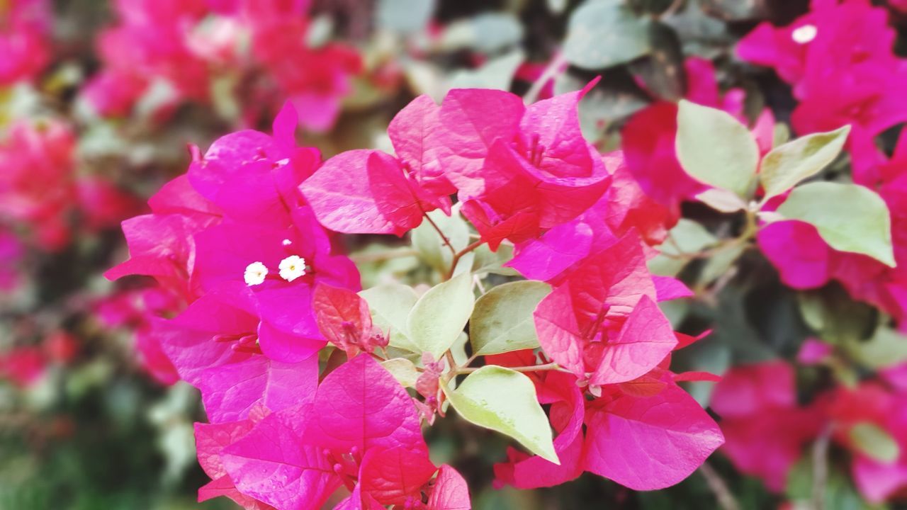 plant, flower, pink, flowering plant, beauty in nature, freshness, close-up, growth, fragility, petal, nature, plant part, flower head, inflorescence, leaf, focus on foreground, day, no people, bougainvillea, outdoors, magenta, springtime, blossom, tree, shrub