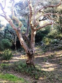 View of tree on field