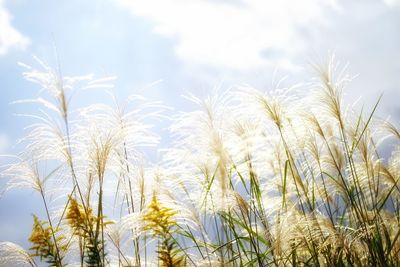 Low angle view of plants against sky