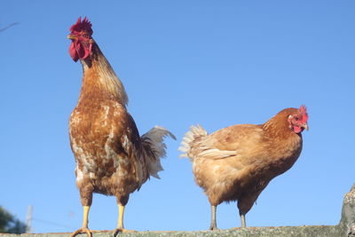 View of birds against clear blue sky