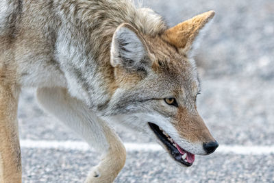 Coyote crossing a road in yellowstone national park