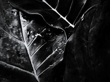 Close up of leaf