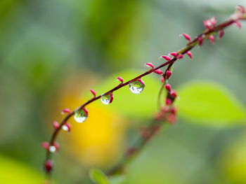 Close-up of wet plant during rainy season