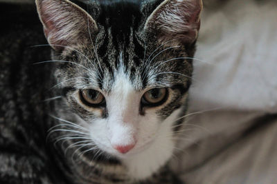 Close-up portrait of cat