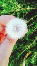 Close-up of dandelion flower