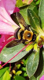 Close-up of bee pollinating on flower