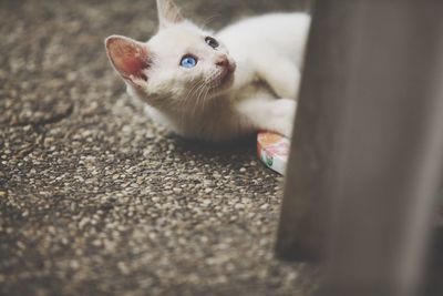 Close-up portrait of a cat