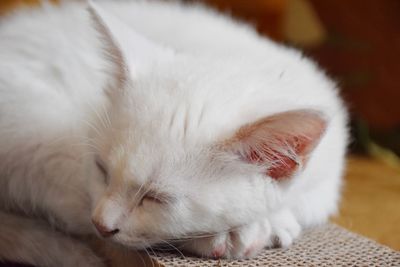 Close-up of cat sleeping