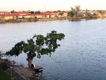 Tree by river against sky in city