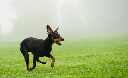 Dog on field against sky