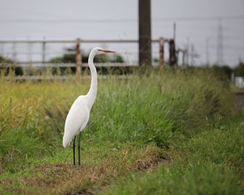 Side view of a bird on field