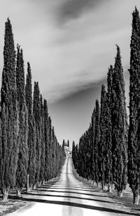 Empty road amidst trees against sky