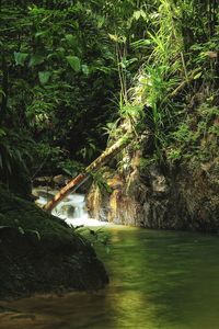 Scenic view of waterfall in forest