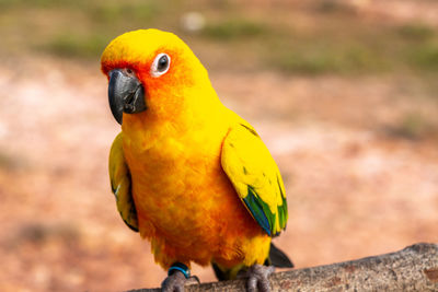 Close-up of parrot