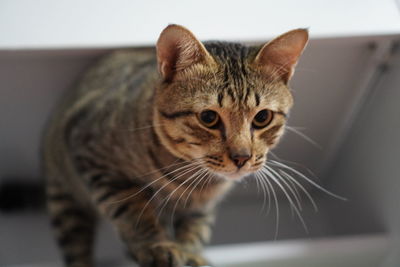 Close-up portrait of a cat