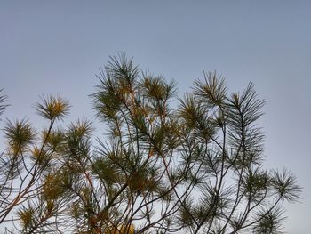 Low angle view of trees against blue sky