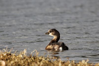 Grebe swimming in ocean